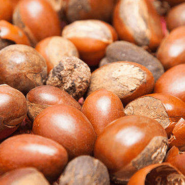 Organic Shea Butter