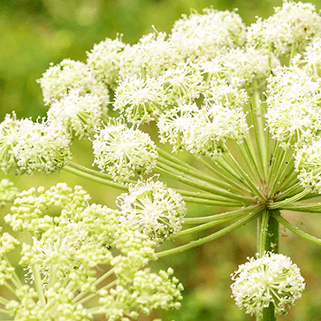 Essential Oils of Angelica Roots and Seeds