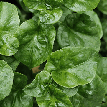 Watercress Extract