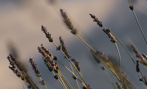 Lavender Hand Cream Frequently Questions
