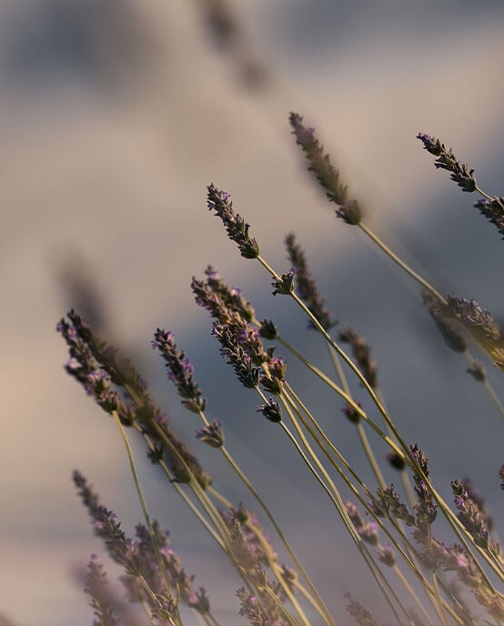floral scents for fragrances