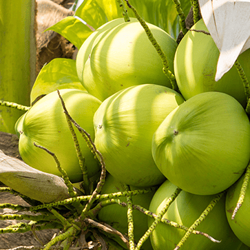 Coconut Oil