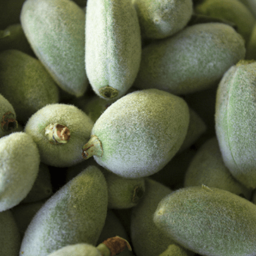 Sweet Almond Oil