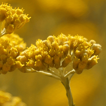 Immortelle Sap Like Extract