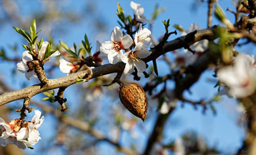 Almond Supple Skin Oil - Frequently Asked Questions