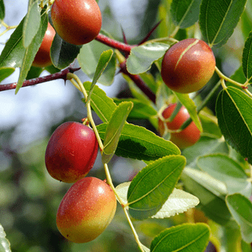 Jojoba Beads