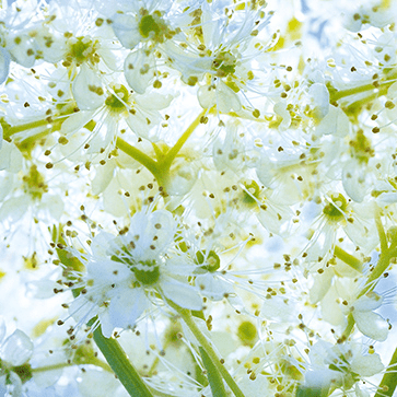 Organic Meadowsweet Flowers Water
