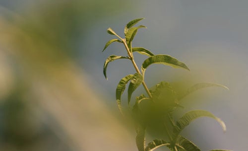 Verbena Agrumes EDT Frequently Questions