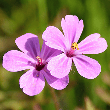 Geranium Essential Oil