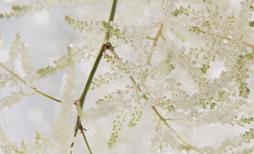 Reine Blanche Glow-Revealing Exfoliating Scrub Frequently Questions