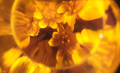 Immortelle Harmonie Cream Frequently Questions