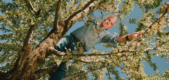 Bringing Almond Trees Back to Provence