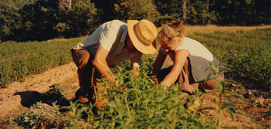 Inspirational Producers of Verbena
