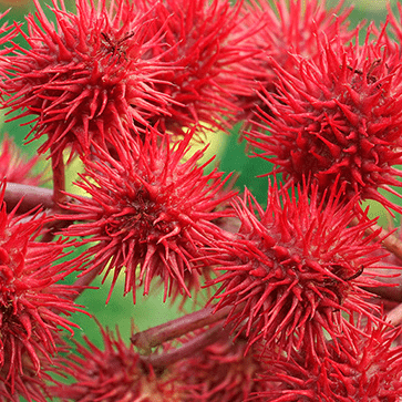 Castor Oil