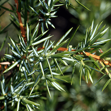Organic Cade Essential Oil