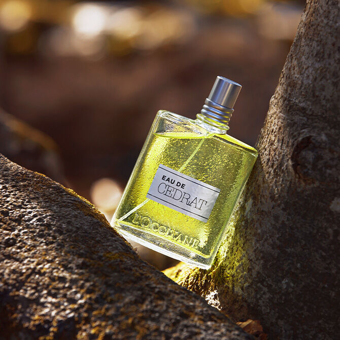 Cedrat Collection | L'OCCITANE New Zealand