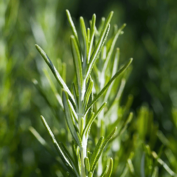 Rosemary Essential Oil