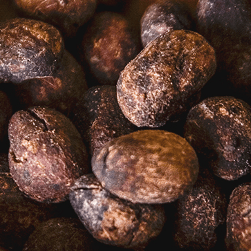 Shea Extract