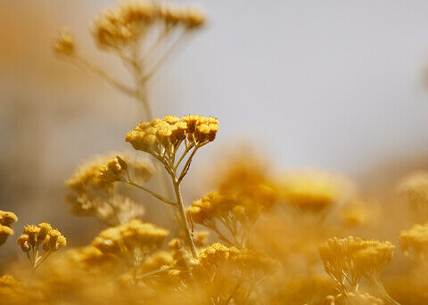 Image of Immortelle flowers in a field.