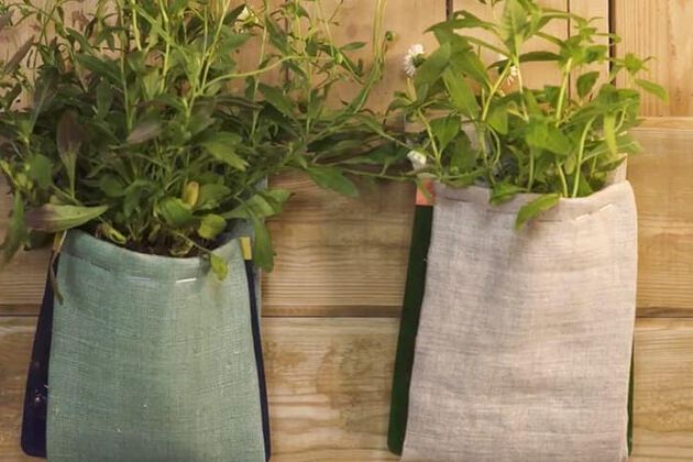 Play PUT YOUR PLANTS ON SHOW!