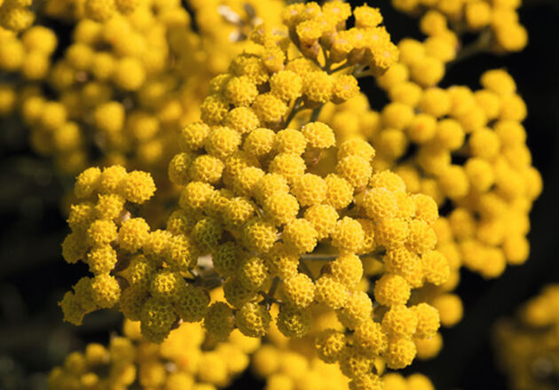 ORGANIC IMMORTELLE <br> FROM CORSICA