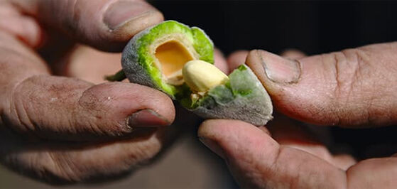 Almonds &ndash; a Family Tradition
