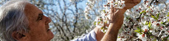The Man Who Brought Back the Valensole Plateau Almonds