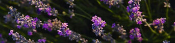BENEFITS OF LAVENDER IN YOUR RELAXATION ROUTINE