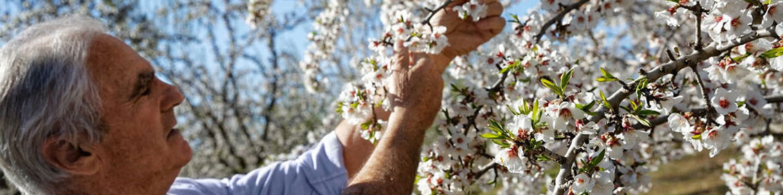 The Man Who Brought Back the Valensole Plateau Almonds