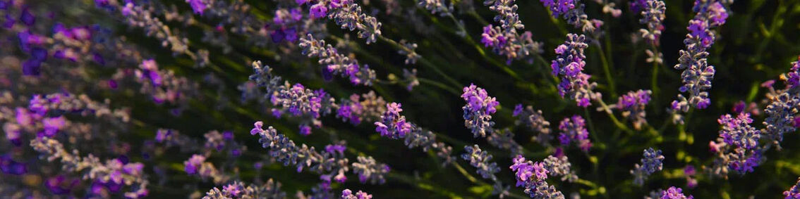 BENEFITS OF LAVENDER IN YOUR RELAXATION ROUTINE