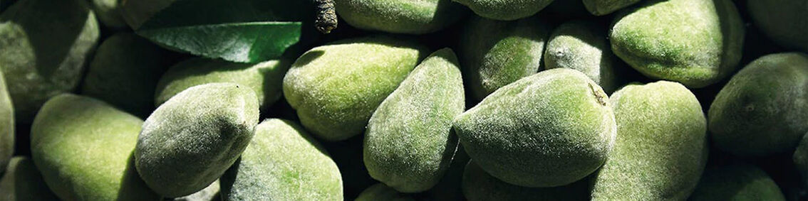 Firm & Nourish Your Body With Almond Body Care