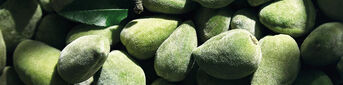 Firm & Nourish Your Body With Almond Body Care