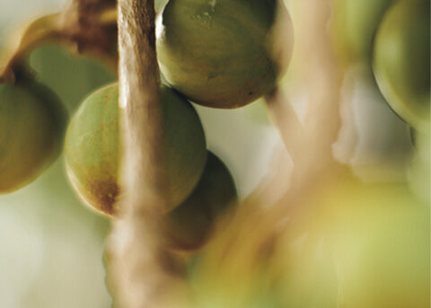 Our Shea Butter Ingredient