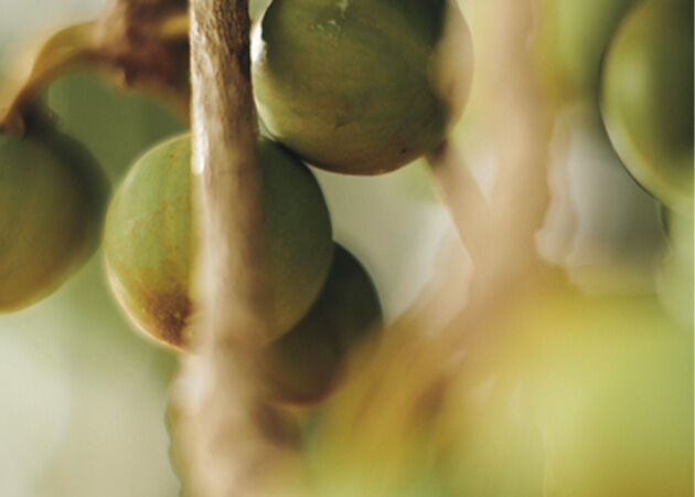 Our Shea Butter Ingredient