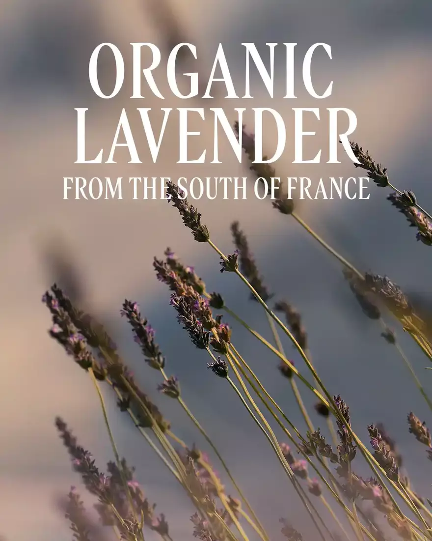 Lavender Foaming Bath Refill, AURECT (2) 500 ml | L&rsquo;Occitane en Provence