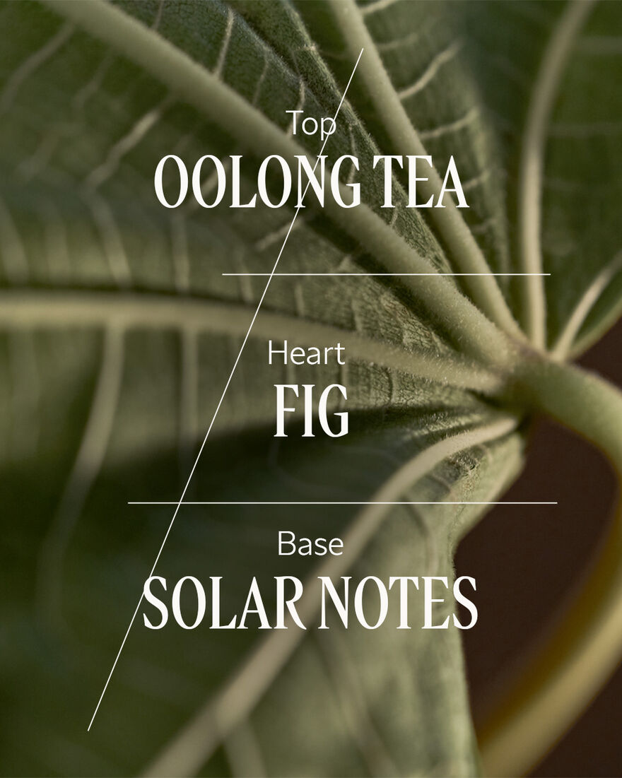 view 3/5 of Figuier Oolong Home Diffuser Set, , AURECT