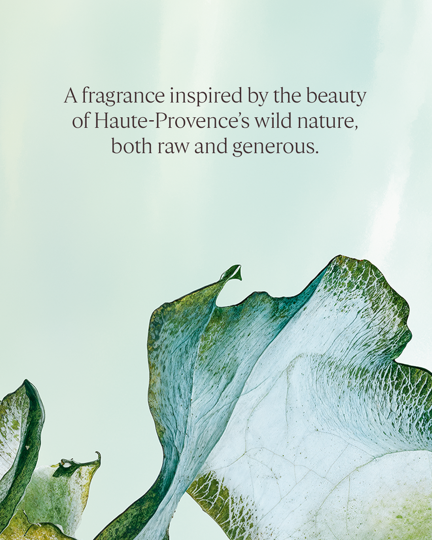 view 5/5 of Ortie Blanche Perfumed Body Lotion, , AURECT