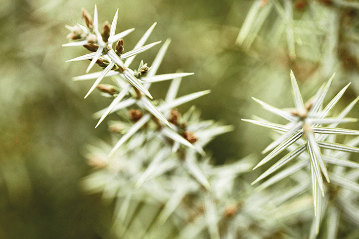 Three Cade Cade Collection | L'OCCITANE New Zealand