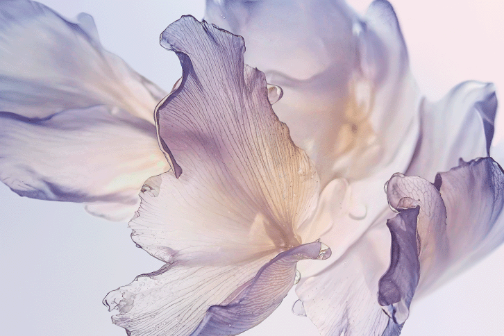 Lavande Blanche Eau de Toilette : Provence Serenity